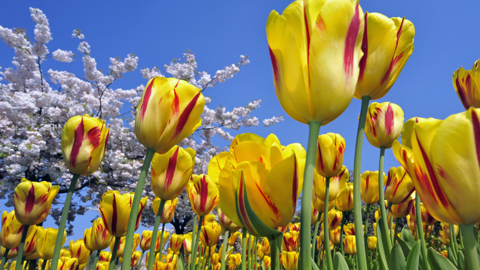 Beautiful-Spring-Flower-Wallpaper-desktop-background-hd- (8)