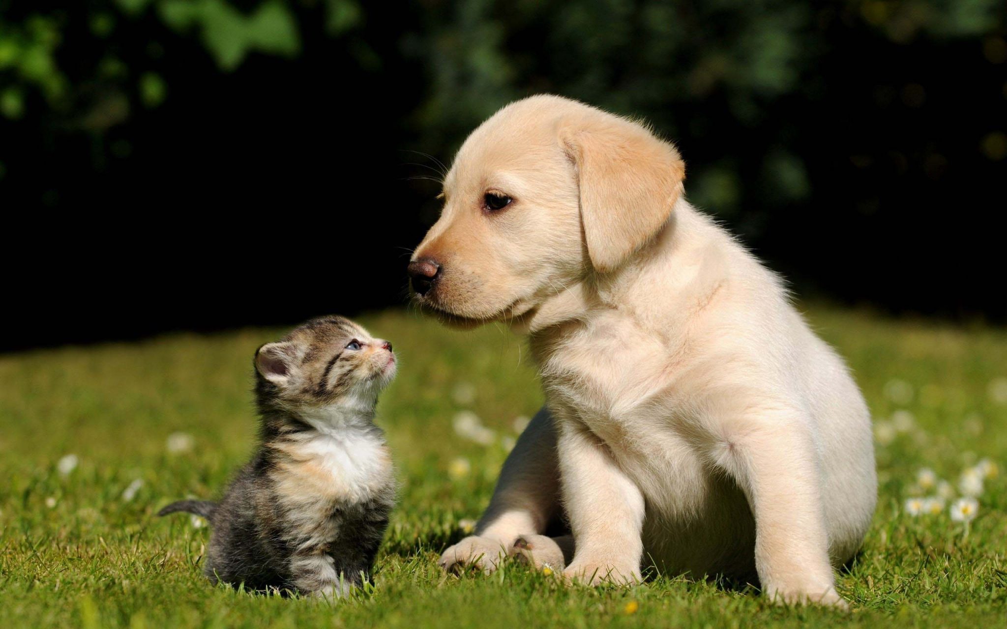 Cute-cat-and-dog-wallpaper-background-hd-09