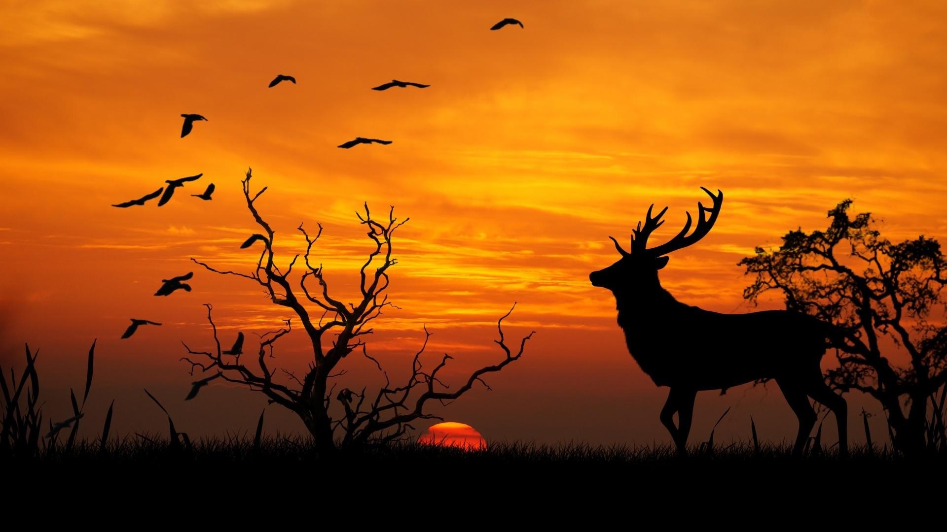 Free Deer Wallpapers HD and Desktop Background