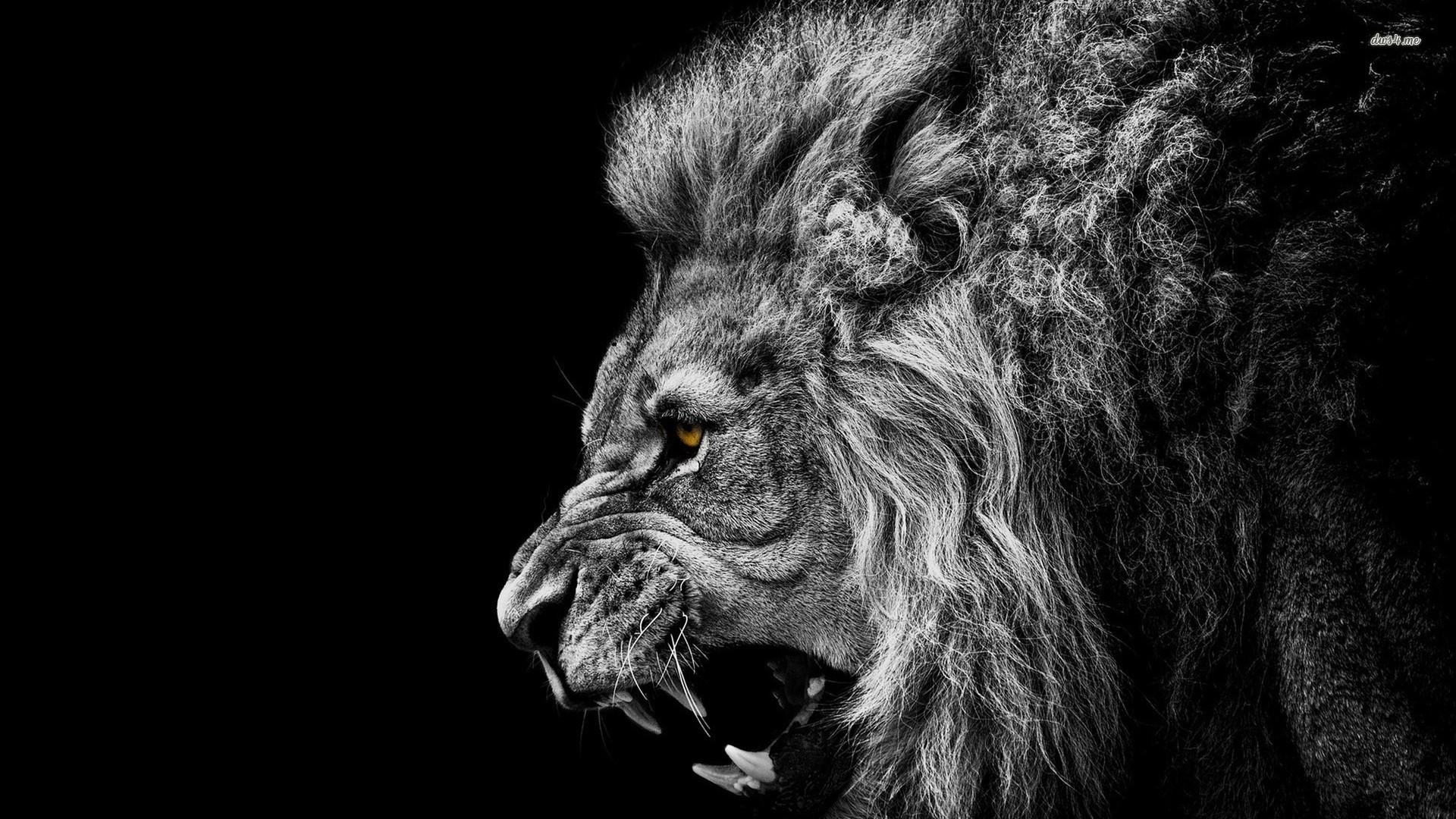 Hd Wallpapers Roaring Lion Picture Animal Resolution  Lion Background Hd   1920x1200 Wallpaper  teahubio