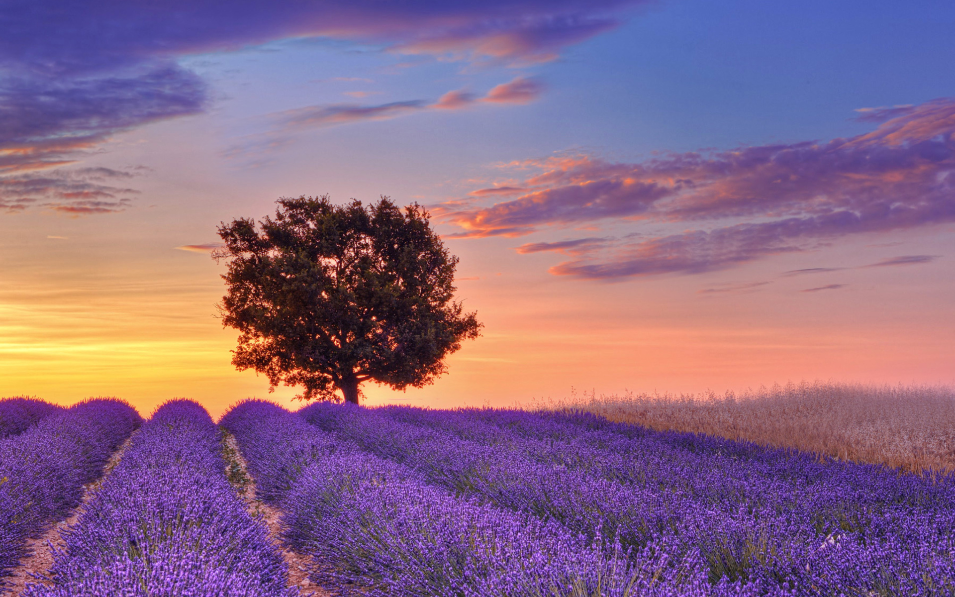Nature-landscape-purple-field-of-flowers-wallpaper-05