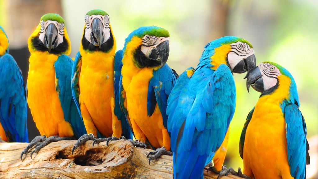10 Best Parrot Wallpaper HD