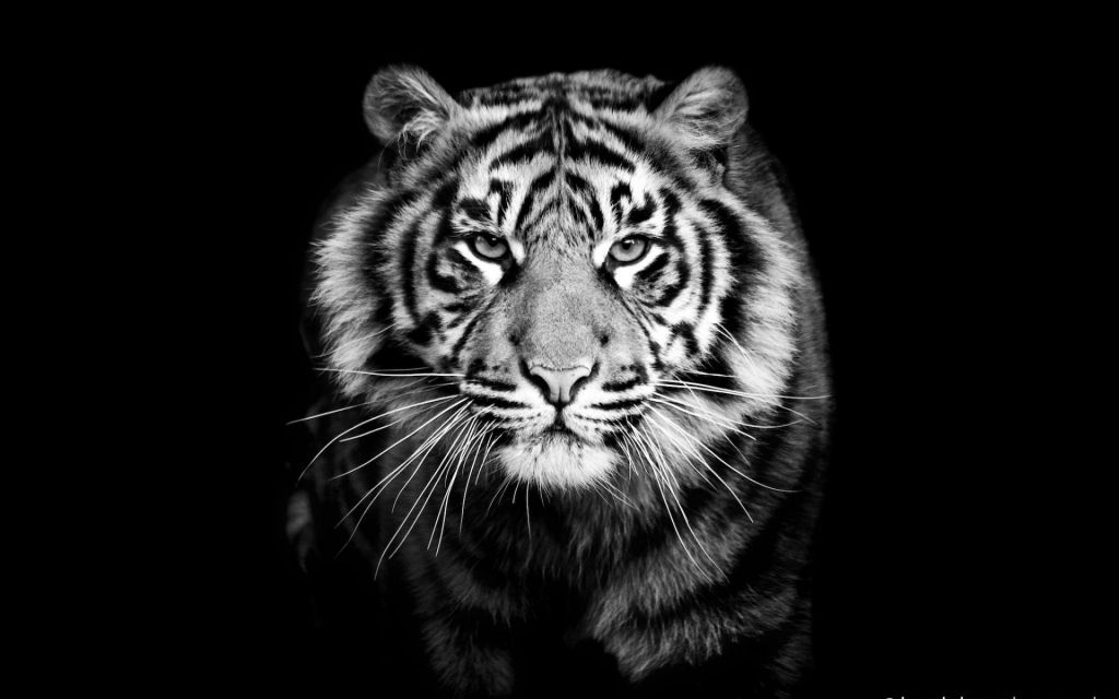White Tiger Wallpaper HD 1080p